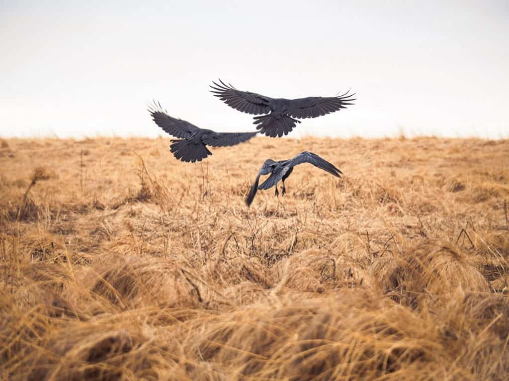 Three ravens representing the folklore story of Hrafna-Floki