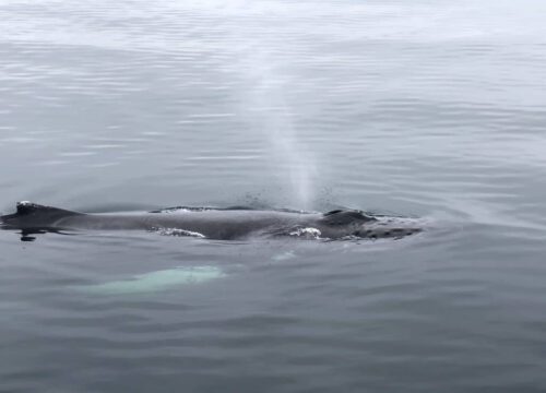 Whale Watching Tips for Iceland Adventures