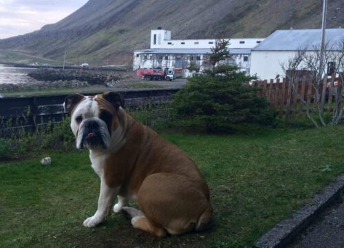 Norðurfjörður – A Hidden Gem in the Westfjords