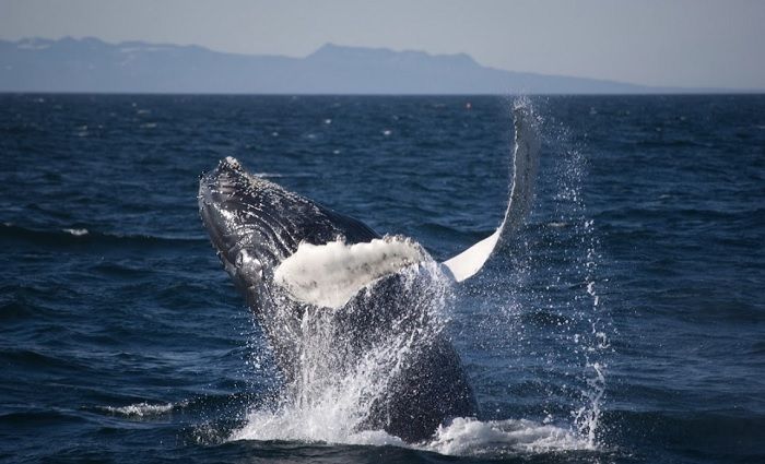 Húsavík Whale Watching